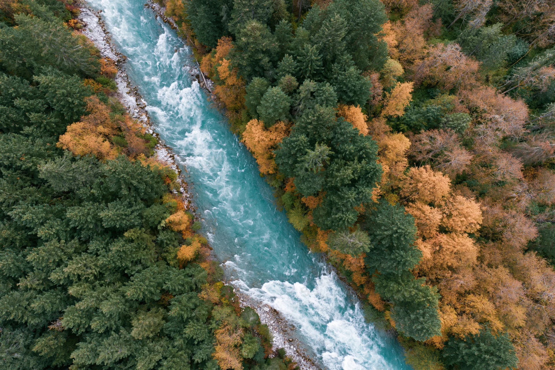 Aerial top-down view of a glacial turquoise river flowing through autumn forest with evergreen and deciduous trees