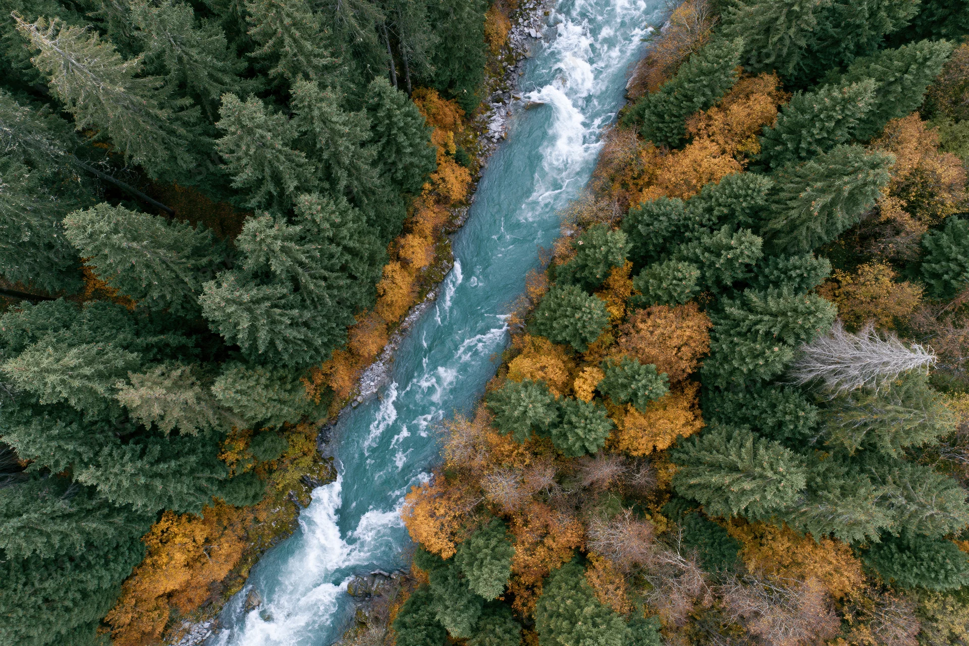 Aerial top-down view of a turquoise river flowing through a forest with autumn foliage