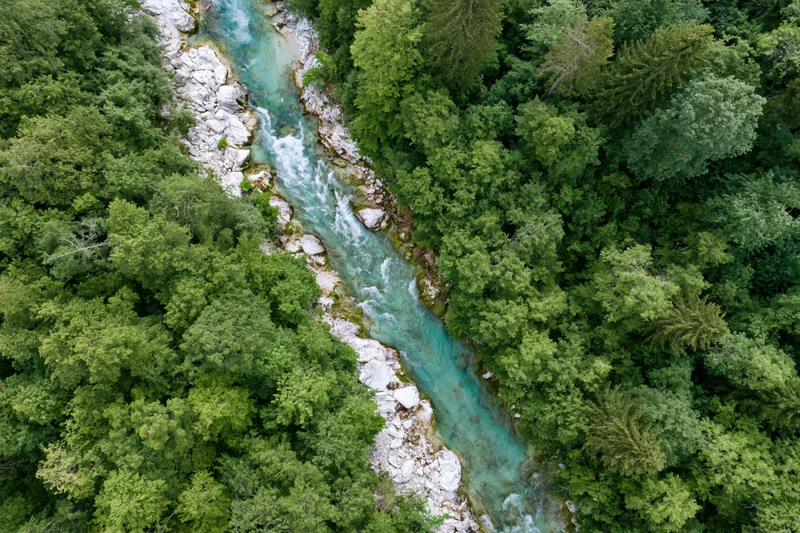 Aerial top-down view of a narrow alpine river flowing through a dense green forest with white rocks and turquoise water