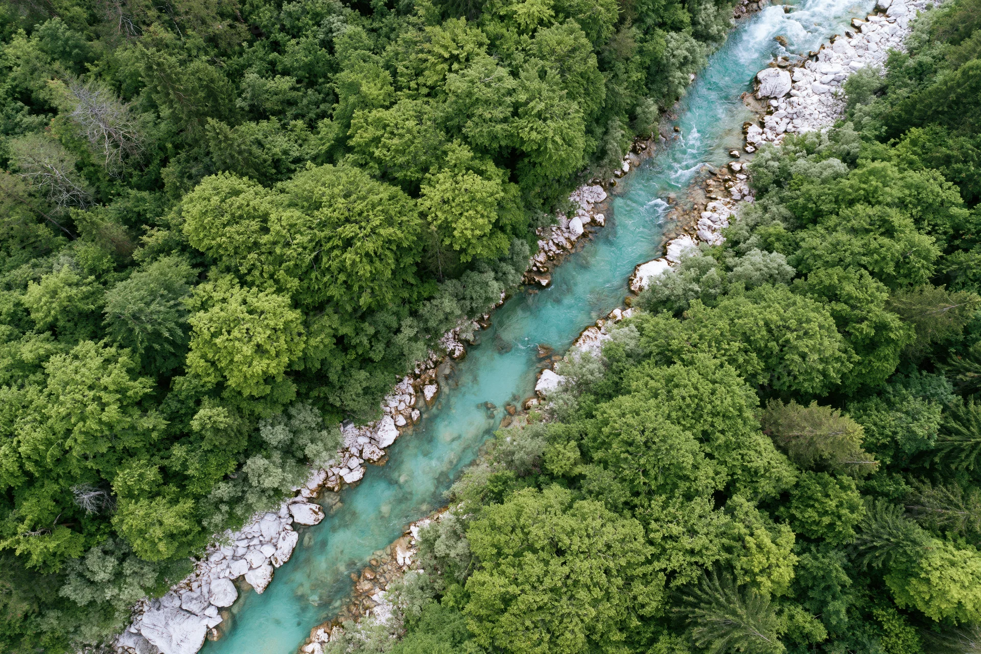 Aerial top-down view of a narrow alpine river flowing through dense green forest with turquoise water and rocky banks