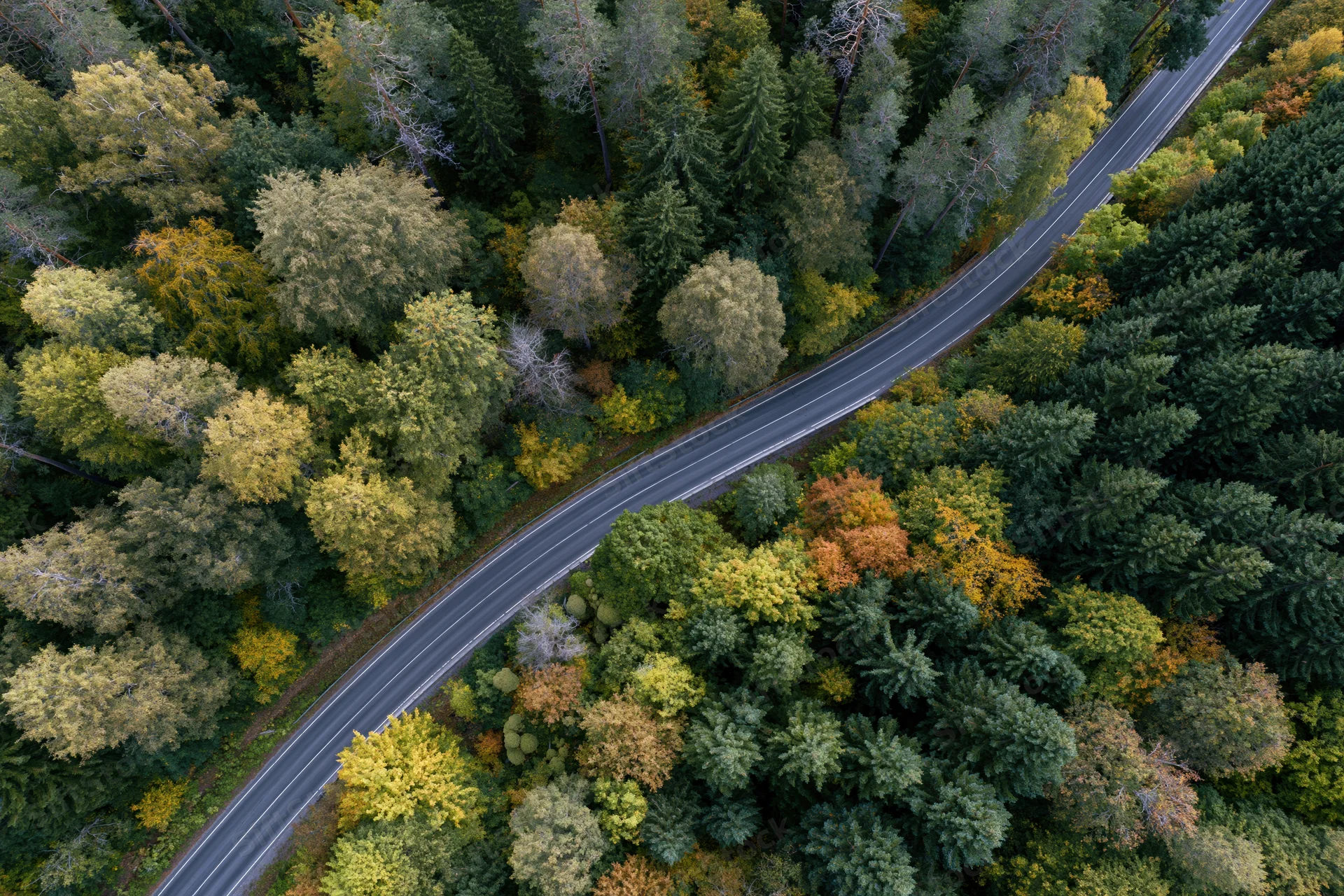 Aerial top-down view of a winding asphalt road through a dense autumn forest with colorful foliage