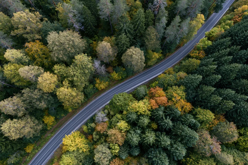 Aerial top-down view of a winding asphalt road through a dense autumn forest with colorful foliage