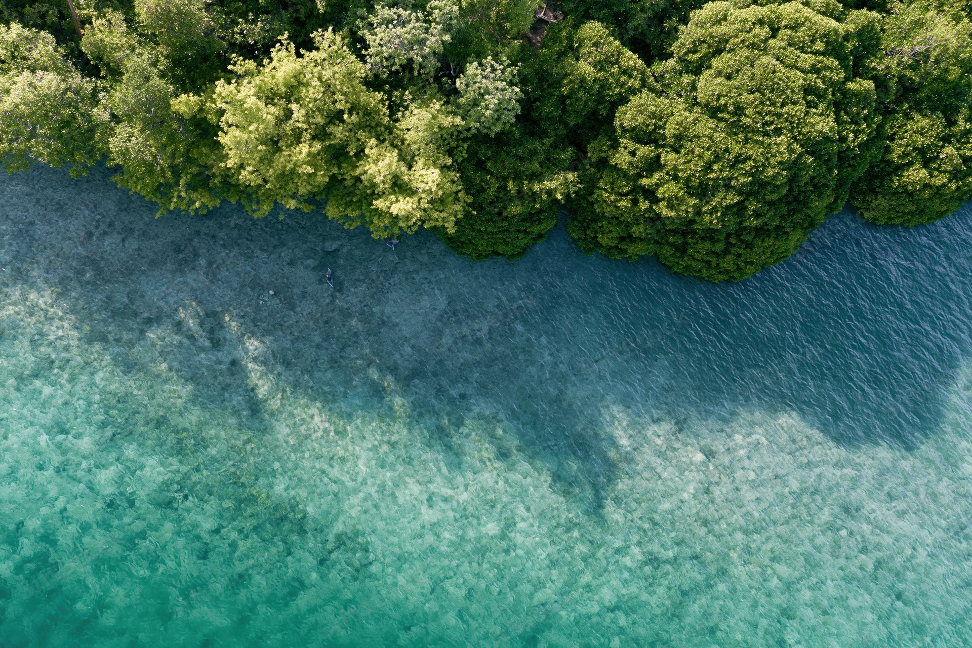 Aerial top-down view of mangrove forest meeting clear turquoise water at tropical coastline