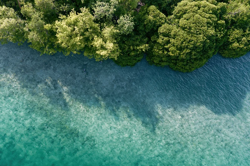Aerial top-down view of mangrove forest meeting clear turquoise water at tropical coastline