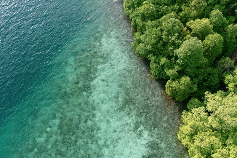 Aerial top-down view of mangrove forest meeting turquoise ocean at coastline