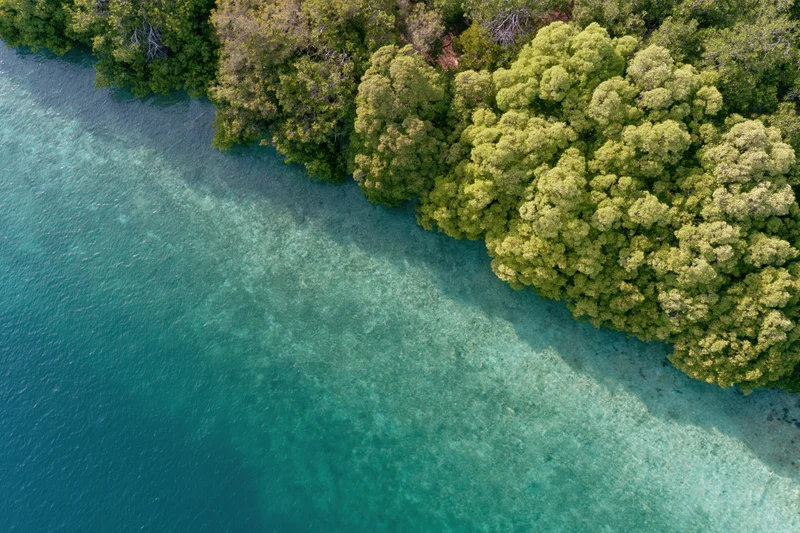 Aerial view of mangrove forest meeting turquoise coastal water