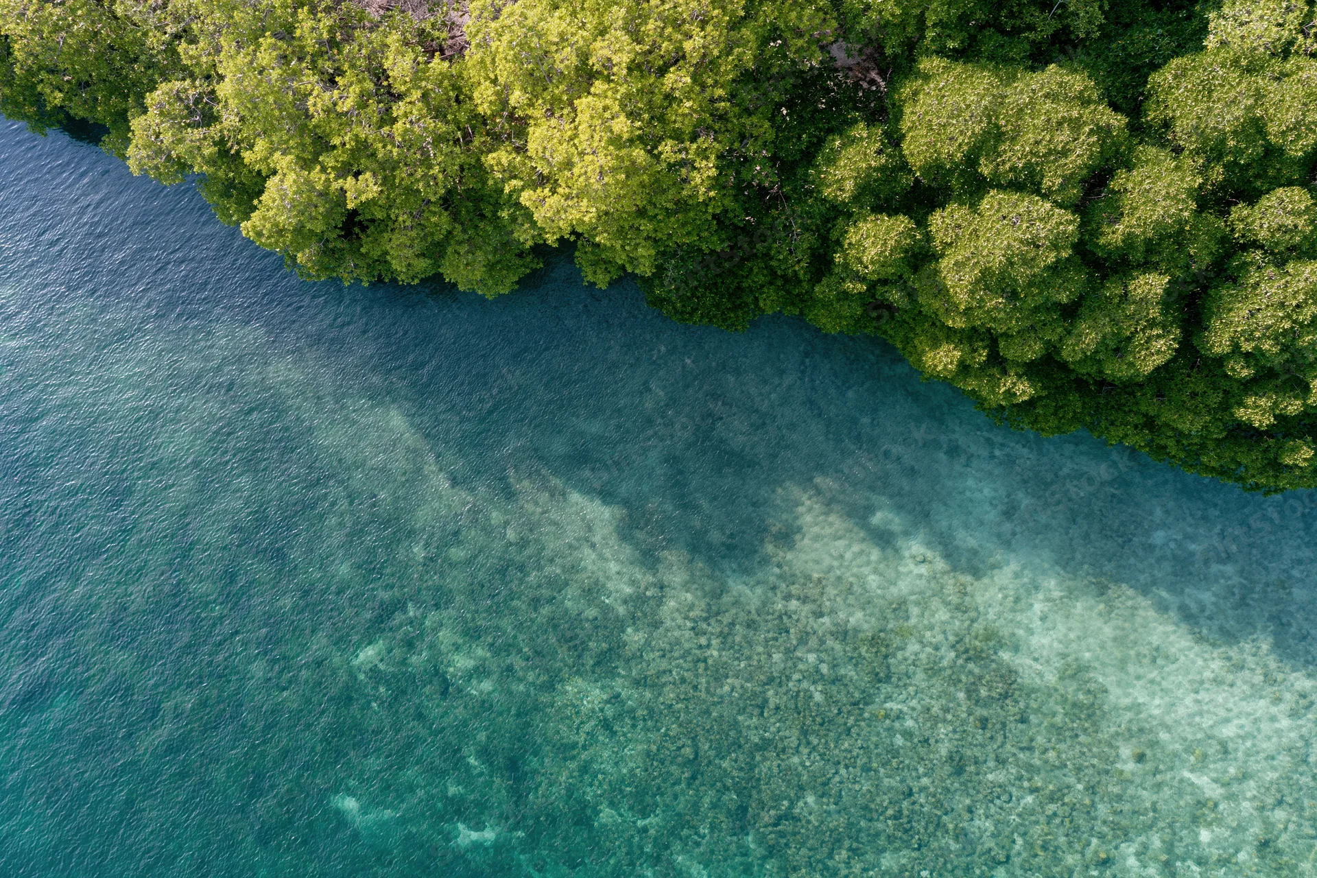 Aerial top-down view of mangrove forest meeting clear turquoise water along tropical coastline