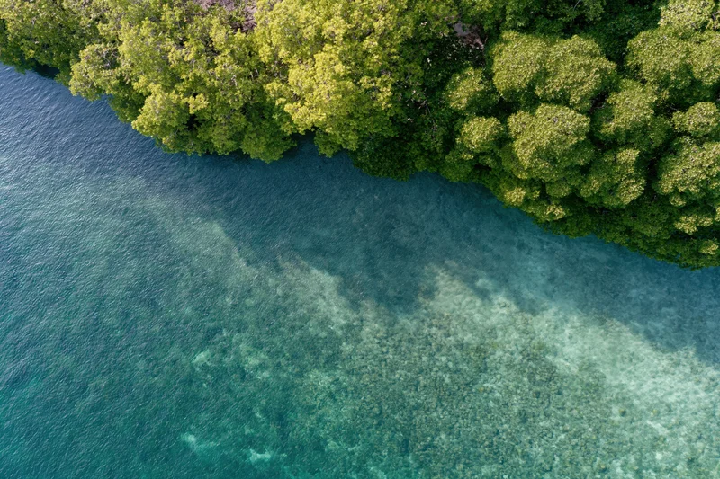 Aerial top-down view of mangrove forest meeting clear turquoise water along tropical coastline