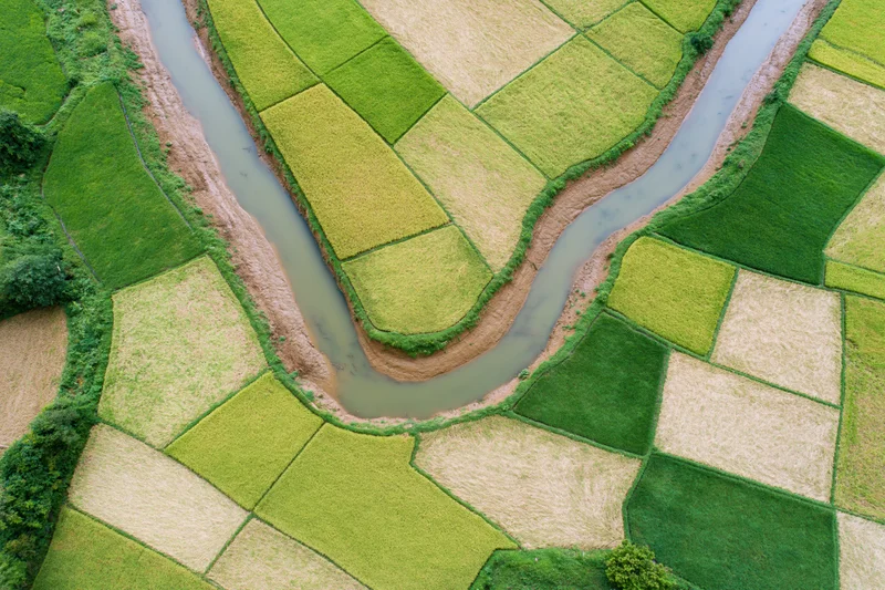 Winding river flowing through patchwork rice fields from above