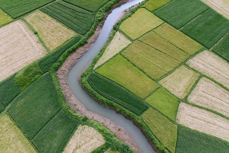 Winding river snaking through patchwork rice fields from above