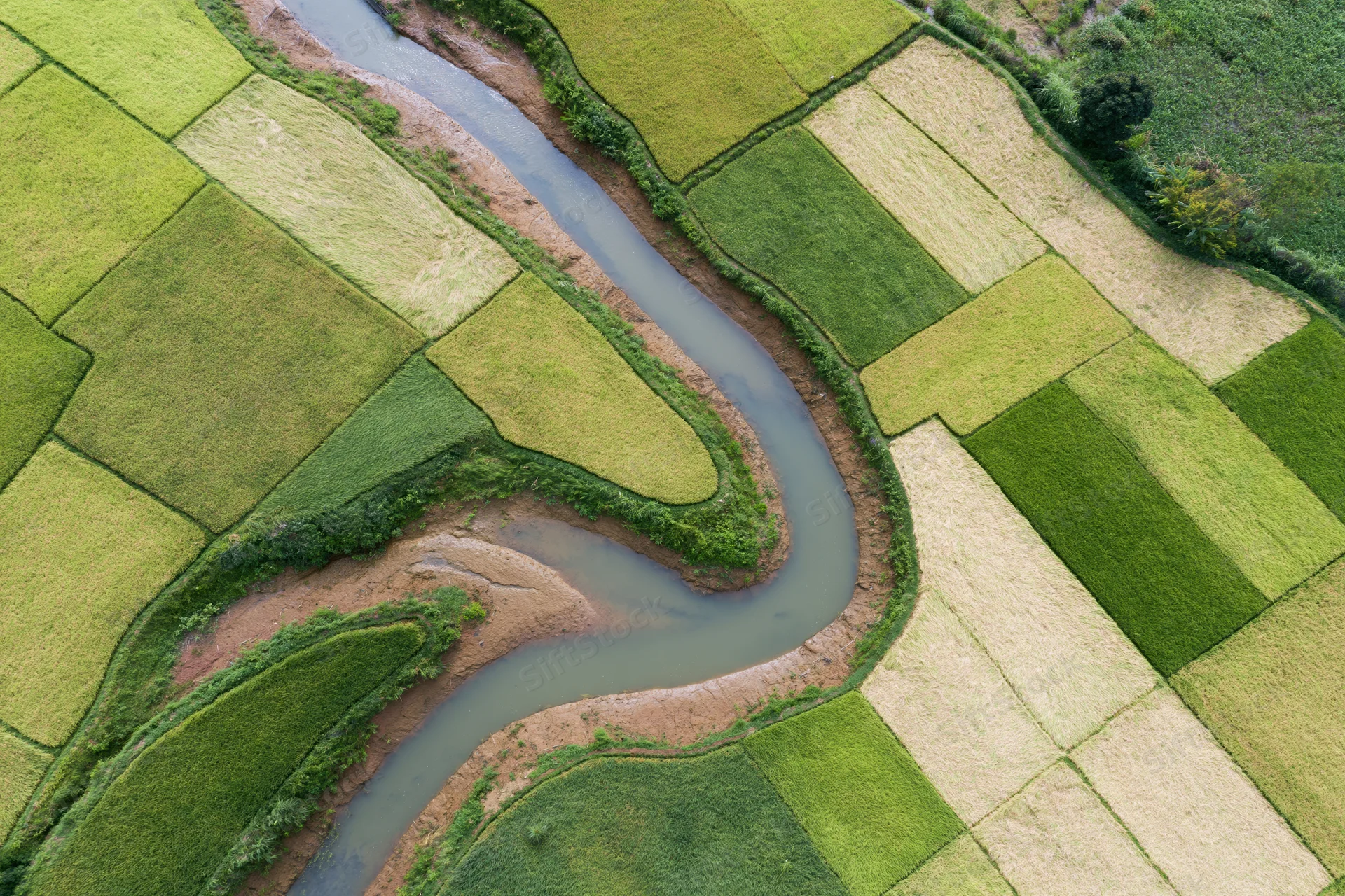 Winding river snaking through rice paddies from above