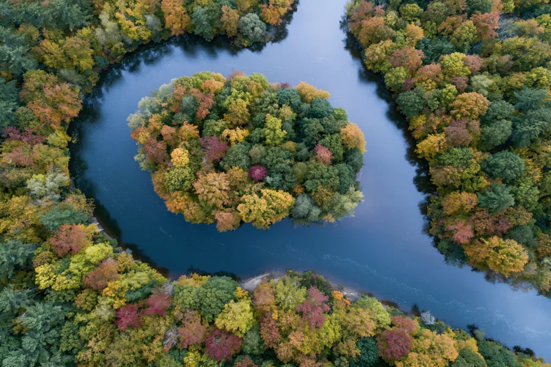 Winding river splitting around a forested island in autumn, aerial top-down view