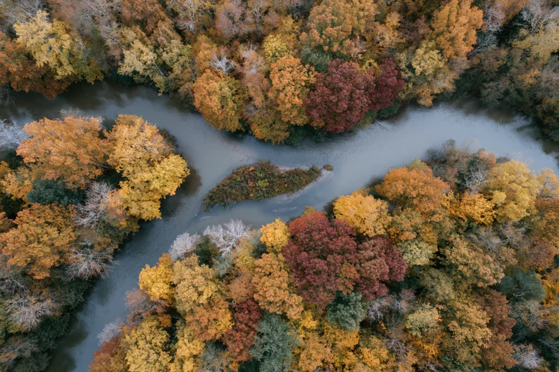 Aerial top-down view of a winding river splitting around a small island surrounded by autumn forest with colorful foliage