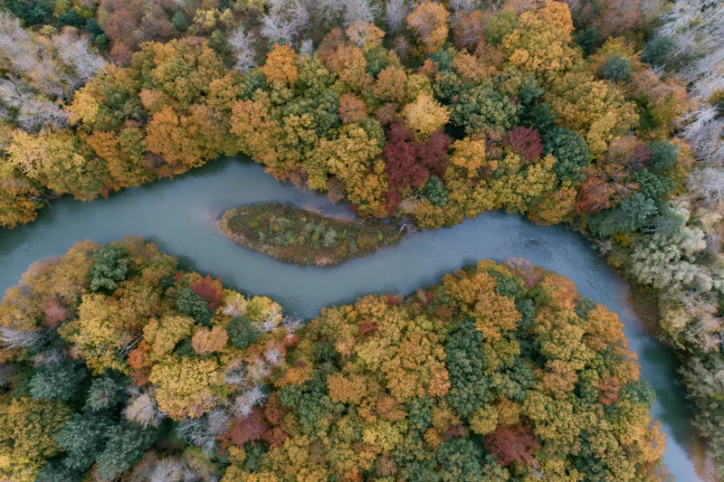 Aerial view of a winding river flowing through a dense autumn forest with colorful foliage