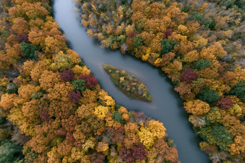 Aerial top-down view of a winding river splitting around a small island surrounded by autumn forest foliage