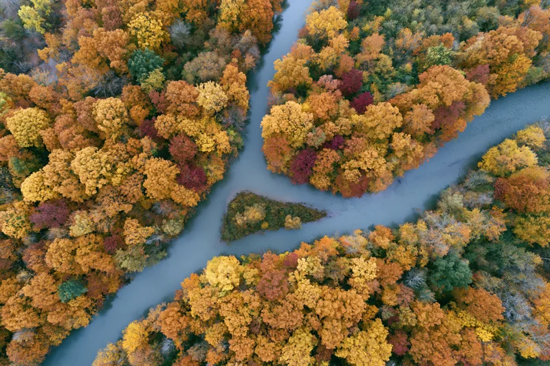 Aerial top-down view of a winding river splitting around islands covered in autumn-colored trees