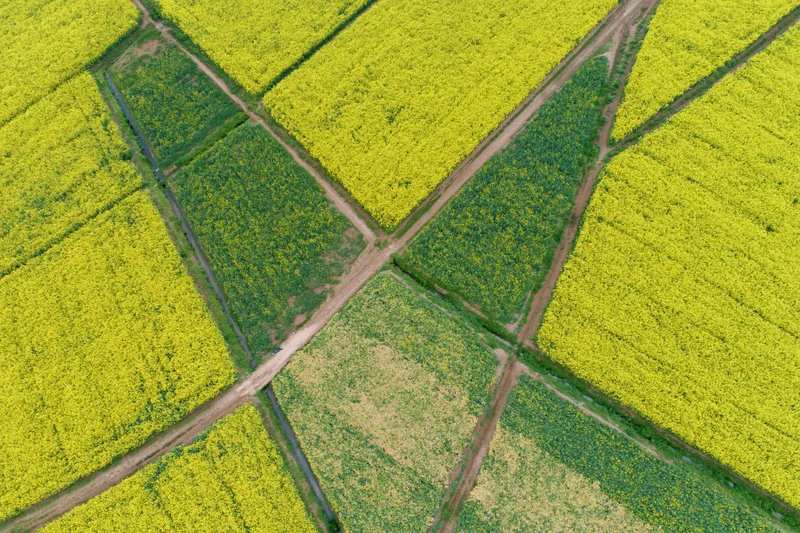 Aerial top-down view of blooming rapeseed fields divided into geometric plots by dirt roads