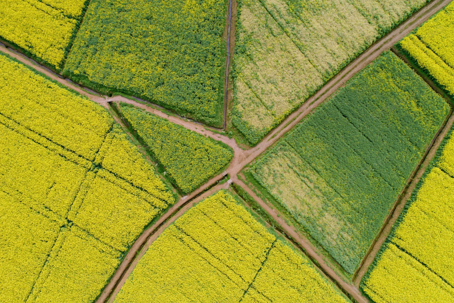 Aerial top-down view of blooming rapeseed fields divided into geometric plots by dirt paths
