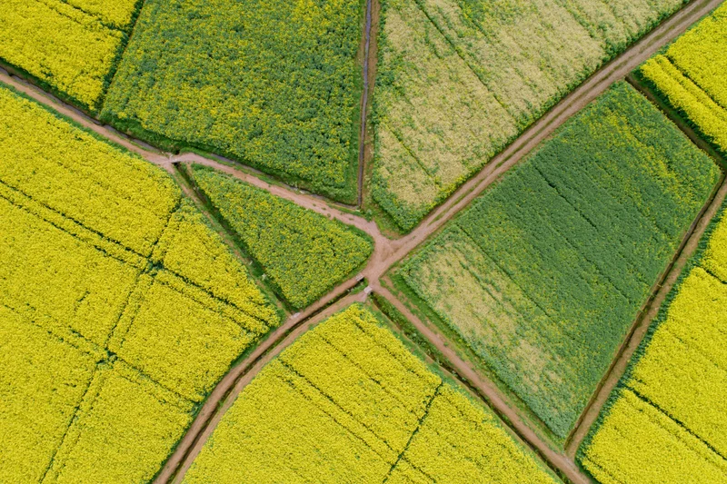 Aerial top-down view of blooming rapeseed fields divided into geometric plots by dirt paths