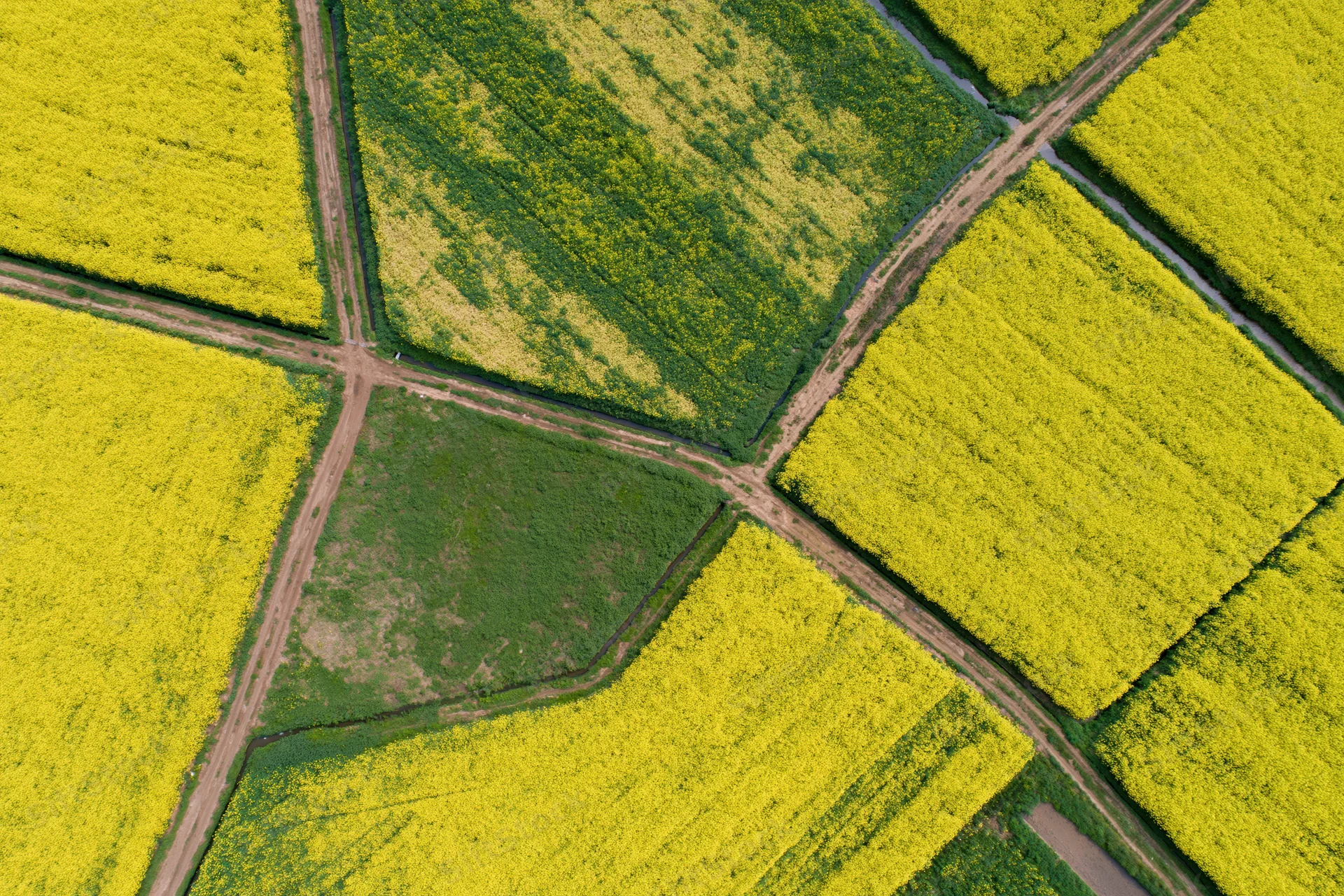 Aerial top-down view of blooming rapeseed fields divided into geometric plots by dirt roads