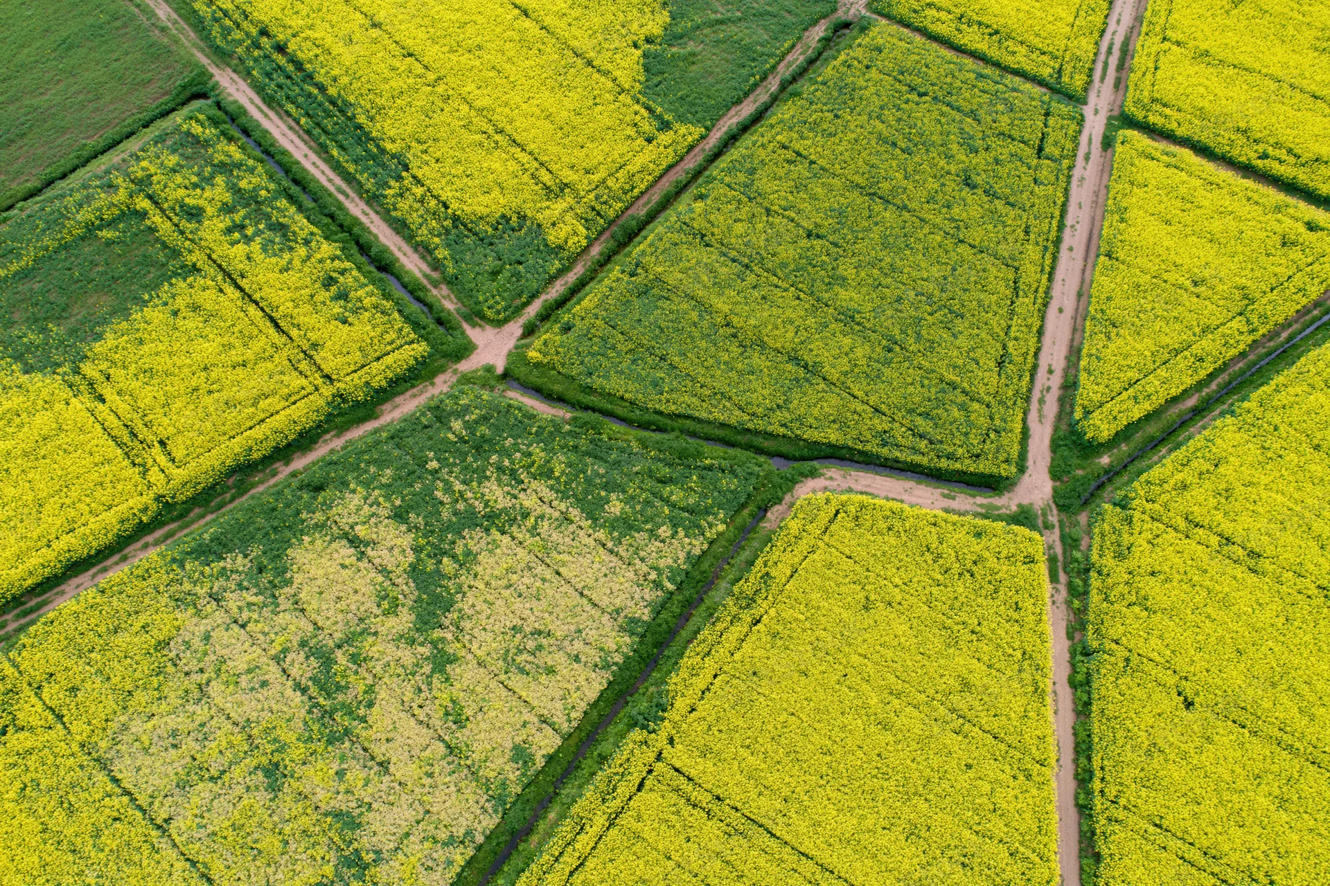 Aerial top-down view of blooming rapeseed fields divided into geometric plots by dirt paths