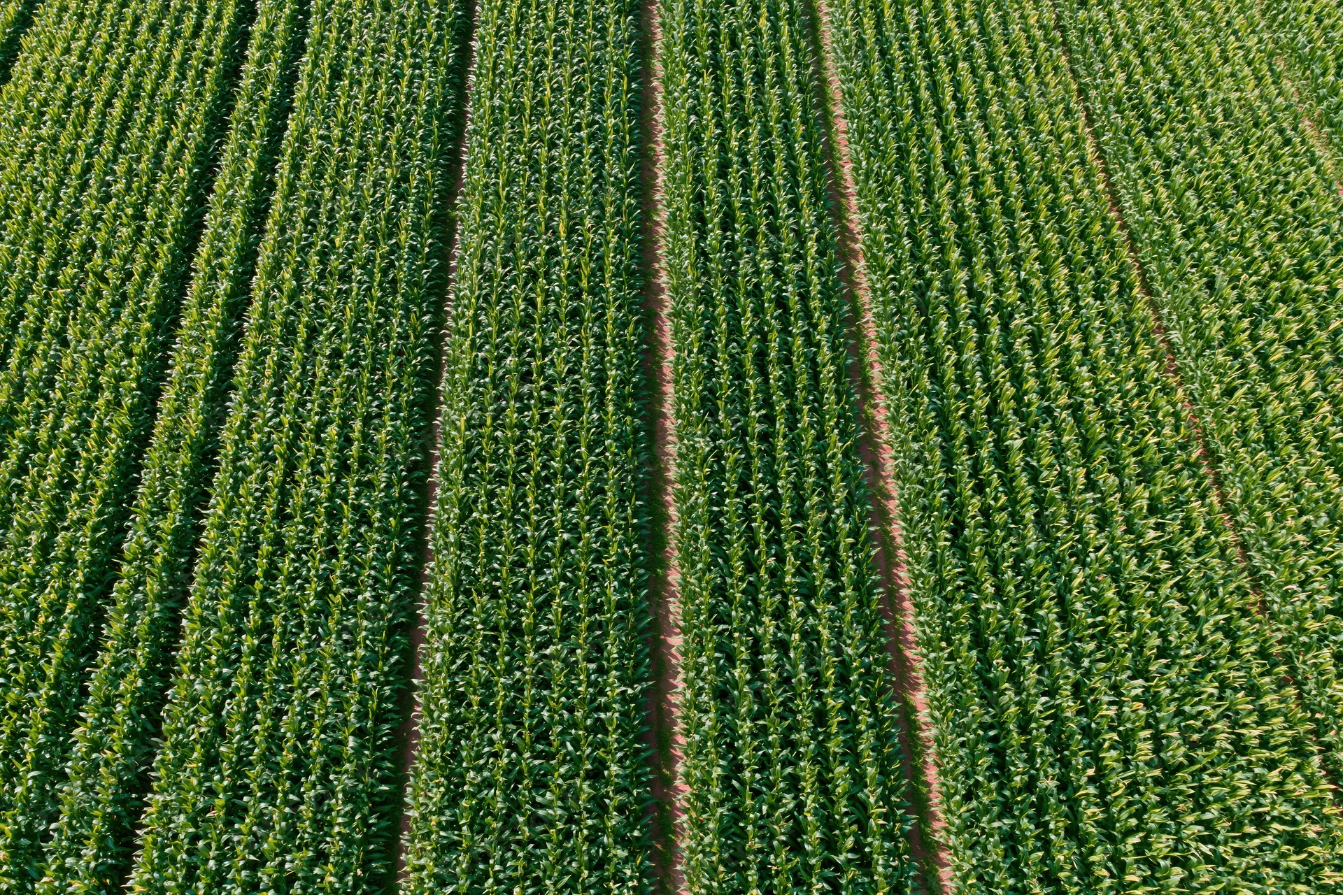 Aerial top-down view of dense corn crop rows stretching across a farm field