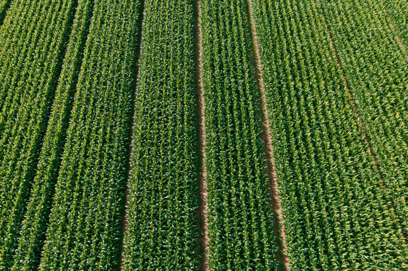 Aerial top-down view of dense corn crop rows stretching across a farm field