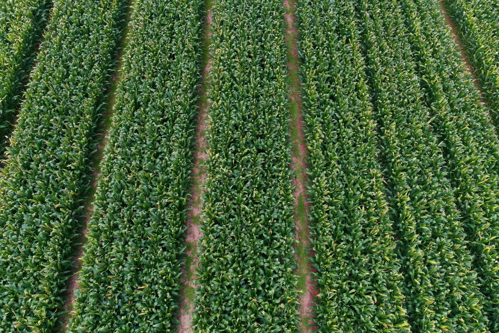 Aerial top-down view of dense corn crop rows stretching across a cultivated field