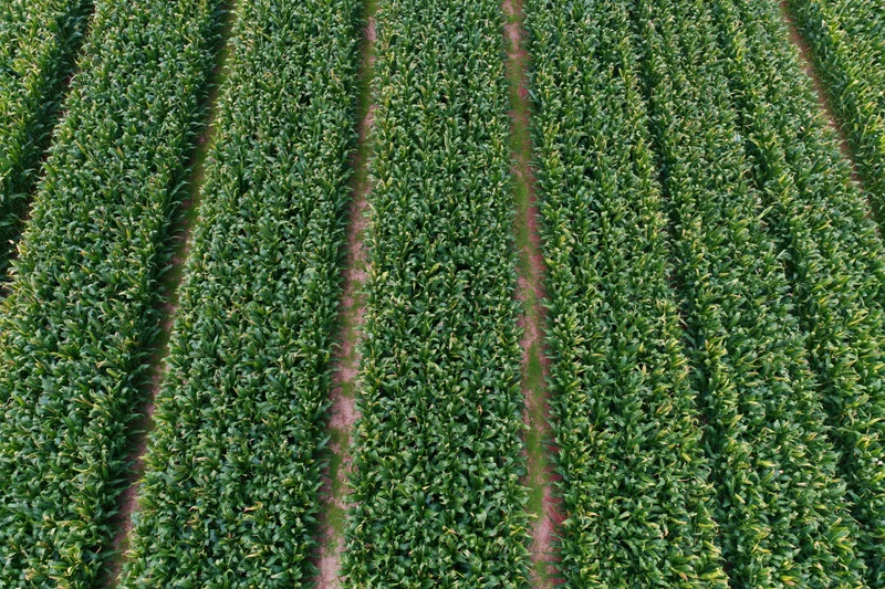 Aerial top-down view of dense corn crop rows stretching across a cultivated field
