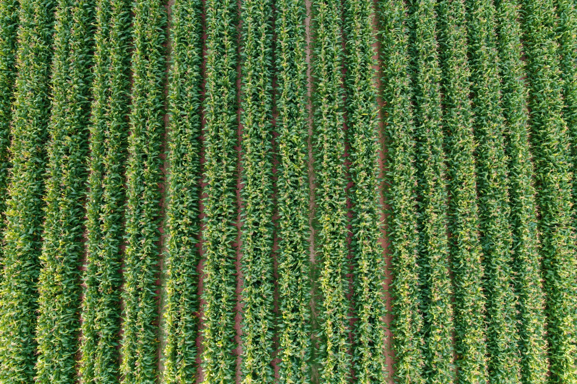 Aerial top-down view of dense crop rows stretching across a farm field