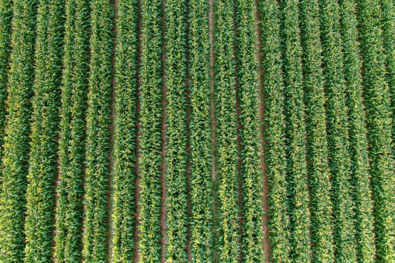 Aerial top-down view of dense crop rows stretching across a farm field