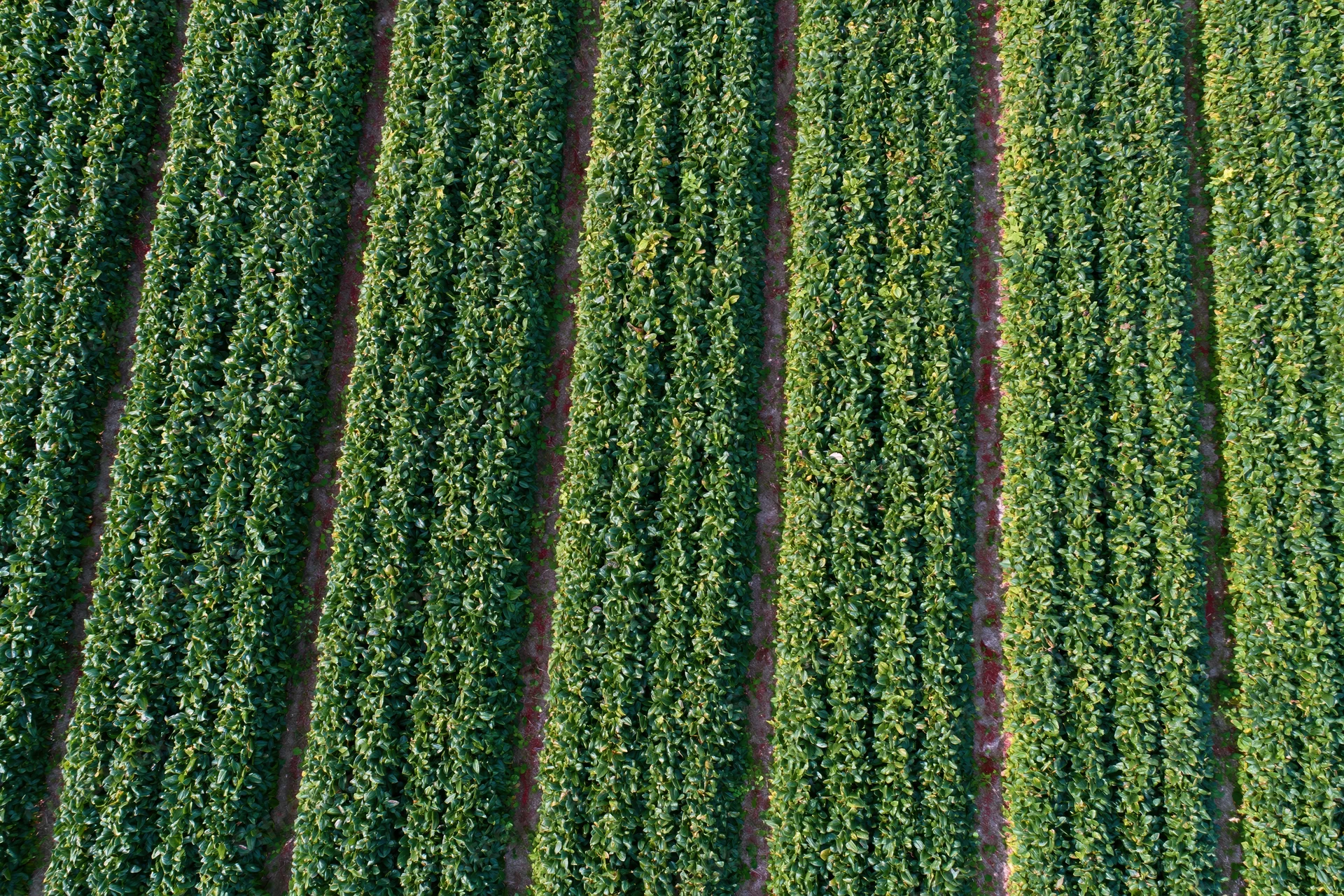 Aerial top-down view of dense green crop rows stretching across a vineyard field