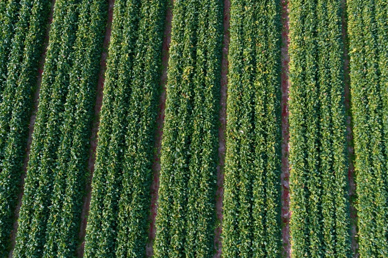 Aerial top-down view of dense green crop rows stretching across a vineyard field