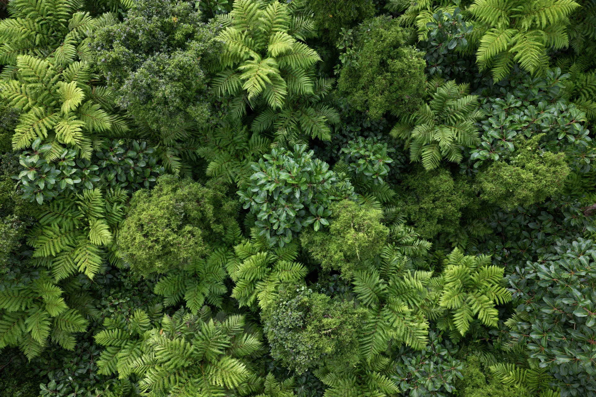 Aerial top-down view of dense tropical rainforest canopy with lush green foliage and varied plant life