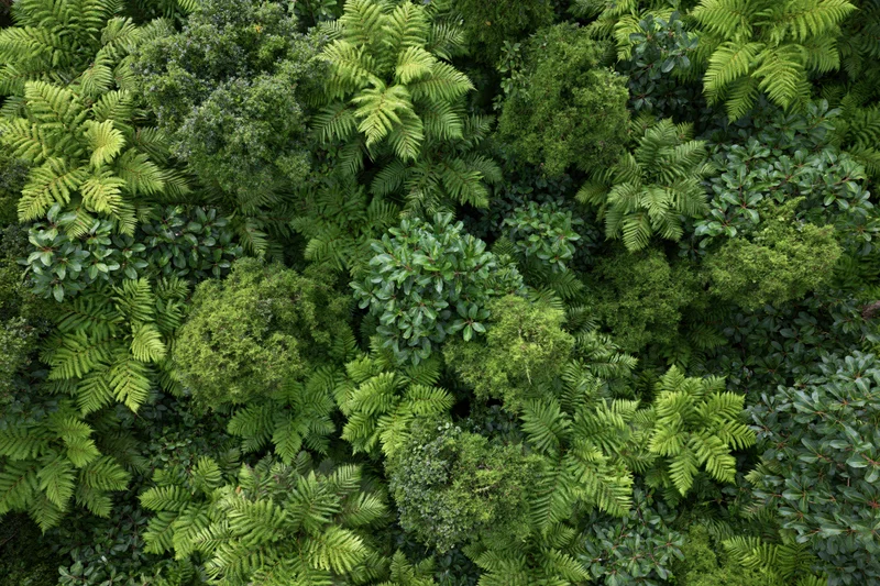 Aerial top-down view of dense tropical rainforest canopy with lush green foliage and varied plant life