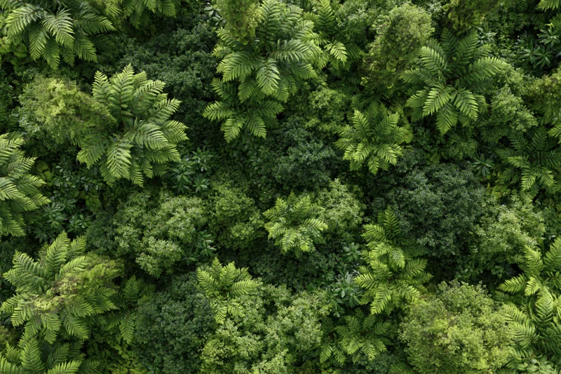 Aerial top-down view of dense tropical rainforest canopy with lush green foliage and tree crowns