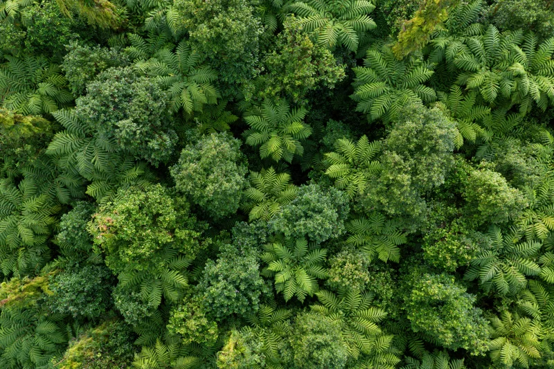 Aerial top-down view of dense tropical rainforest canopy trees
