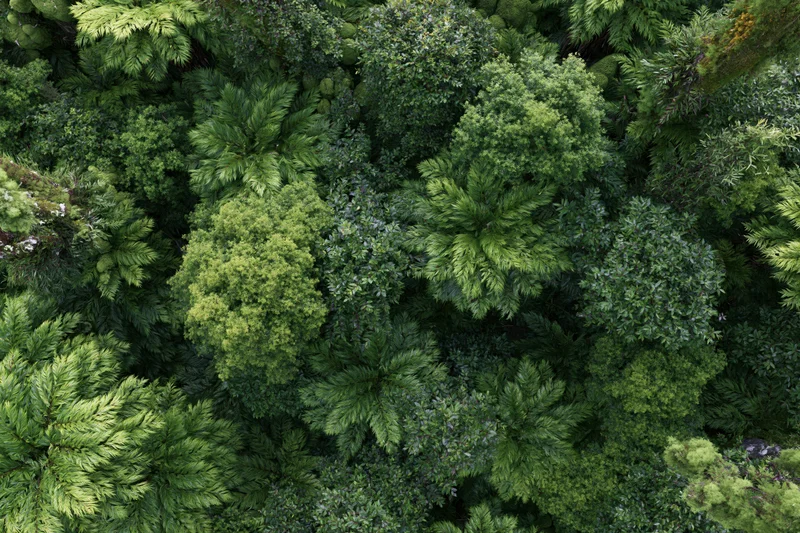 Aerial top-down view of dense tropical rainforest canopy trees