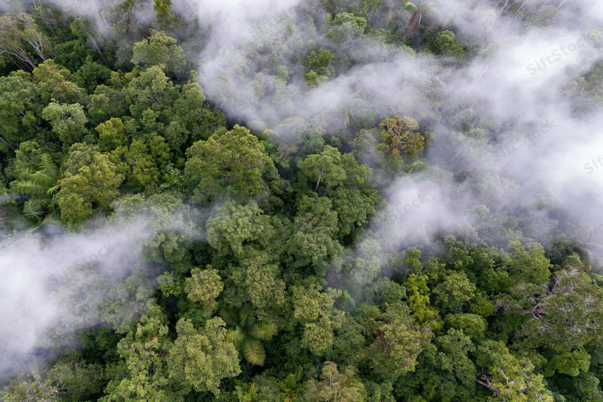 Aerial top-down view of dense tropical rainforest canopy with mist swirling through the treetops