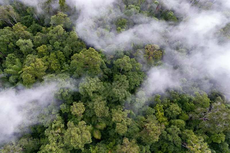 Aerial top-down view of dense tropical rainforest canopy with mist swirling through the treetops