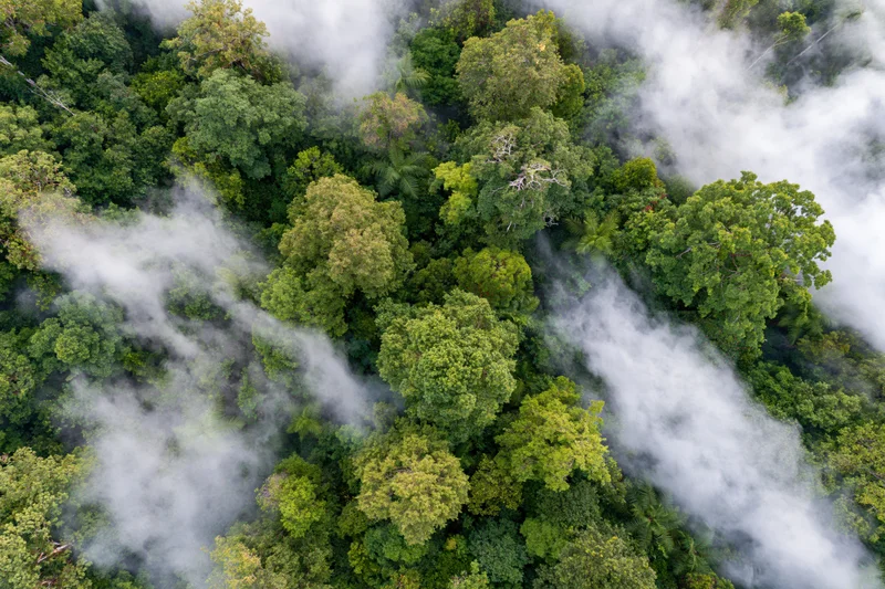 Aerial top-down view of dense tropical rainforest canopy with mist swirling through treetops