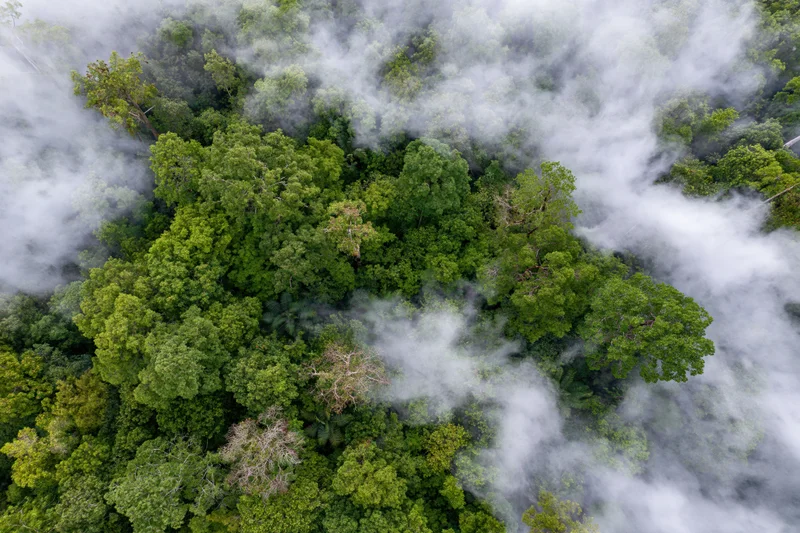 Aerial top-down view of dense tropical rainforest canopy with mist swirling through the treetops