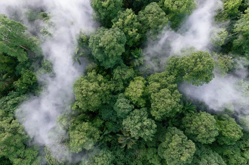 Aerial top-down view of dense tropical rainforest canopy with mist swirling through the treetops
