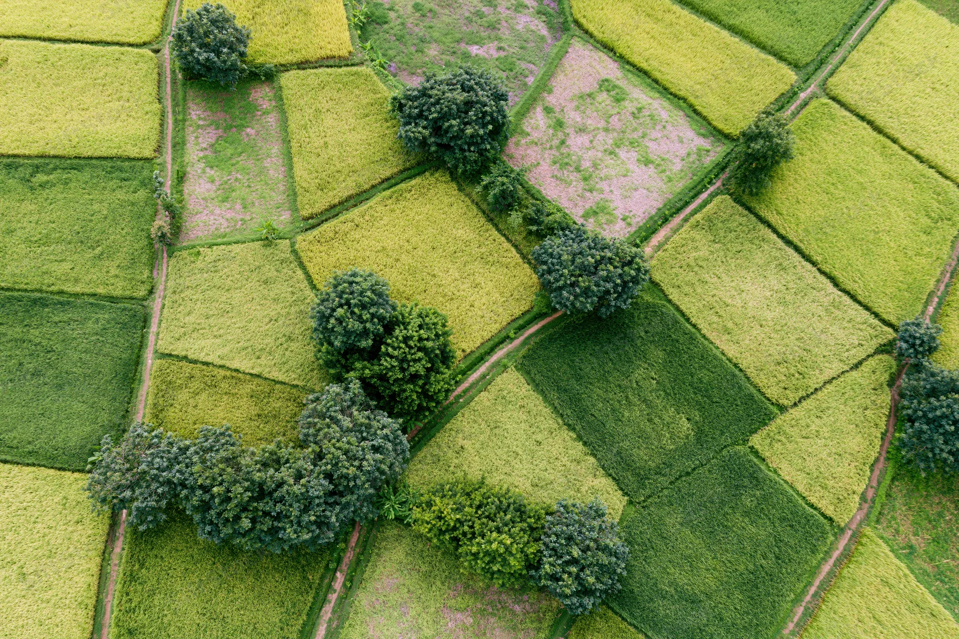 Aerial top-down view of patchwork rice paddies and scattered trees in rural farmland