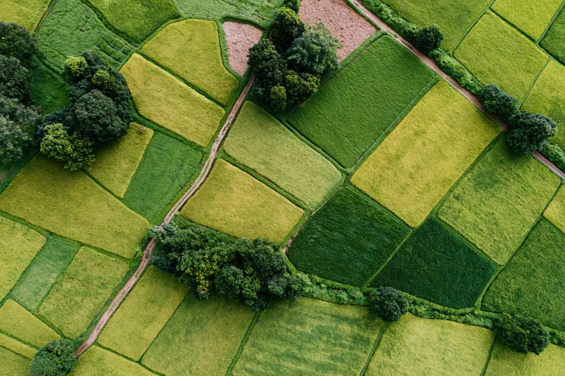 Aerial top-down view of patchwork rice paddies and small agricultural fields with trees and paths