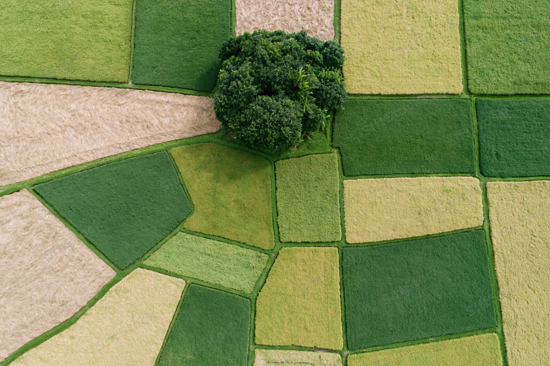 Aerial top-down view of patchwork rice paddies in various stages of growth across a rural landscape