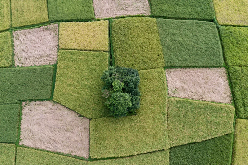 Aerial top-down view of patchwork rice paddies with varying green and brown hues and a single tree in the center