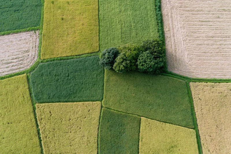 Aerial top-down view of patchwork rice paddies in various stages of growth across rural farmland