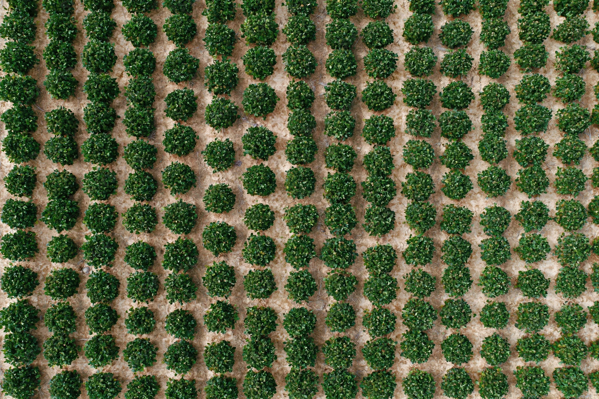 Aerial top-down view of evenly spaced rows of round green trees in an orchard field