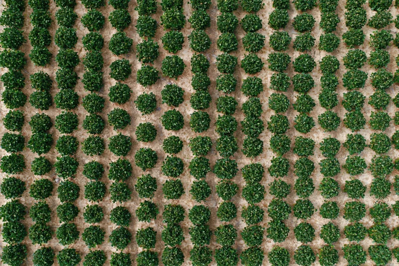 Aerial top-down view of evenly spaced rows of round green trees in an orchard field